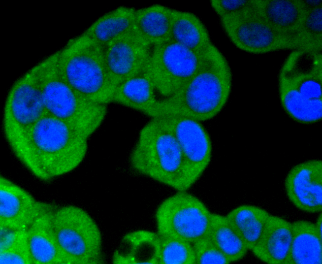 MCF-7 cells were stained with ERK5 (8D8) Monoclonal Antibody (bsm-52069R) at [1:200] incubated overnight at 4C, followed by secondary antibody incubation, DAPI staining of the nuclei and detection.