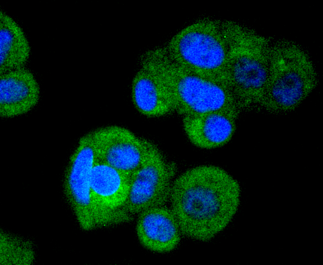 MCF-7 cells were stained with IRF3 (4C3) Monoclonal Antibody (bsm-52116R) at [1:200] incubated overnight at 4C, followed by secondary antibody incubation, DAPI staining of the nuclei and detection.