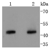 Lane 1: Hela; Lane 2: K562 lysates probed with Cyclin B2 (2F4) Monoclonal Antibody (bsm-52045R) at 1:1000 overnight at 4˚C. Followed by a conjugated secondary antibody.
