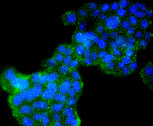 PC12 cells were stained with Cyclin B2 (2F4) Monoclonal Antibody (bsm-52045R) at [1:200] incubated overnight at 4C, followed by secondary antibody incubation, DAPI staining of the nuclei and detection.