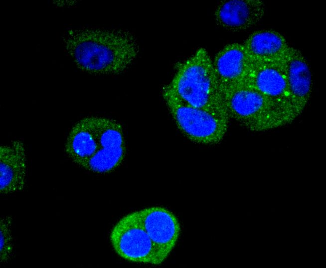 MCF-7 cells were stained with Cytokeratin 4 (2F9) Monoclonal Antibody (bsm-52062R) at [1:200] incubated overnight at 4C, followed by secondary antibody incubation, DAPI staining of the nuclei and detection.