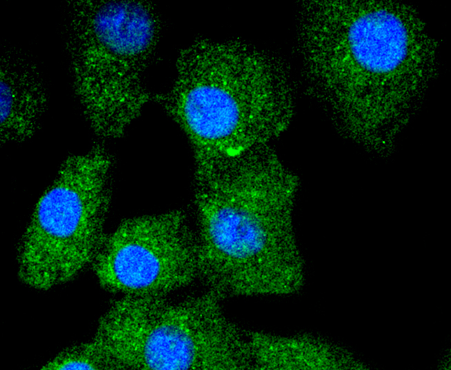 A549 cells were stained with Cytokeratin 13 (5A3) Monoclonal Antibody (bsm-52053R) at [1:200] incubated overnight at 4C, followed by secondary antibody incubation, DAPI staining of the nuclei and detection.