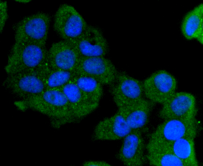 MCF-7 cells were stained with Cytokeratin 13 (5A3) Monoclonal Antibody (bsm-52053R) at [1:200] incubated overnight at 4C, followed by secondary antibody incubation, DAPI staining of the nuclei and detection.