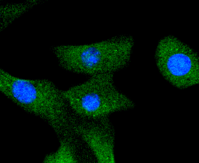 NIH/3T3 cells were stained with A-RAF (24D1) Monoclonal Antibody (bsm-52015R) at [1:200] incubated overnight at 4C, followed by secondary antibody incubation, DAPI staining of the nuclei and detection.