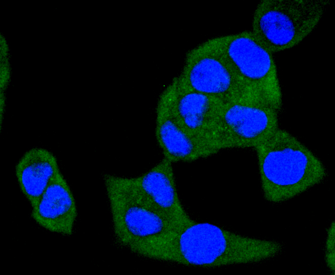 HeLa cells were stained with A-RAF (24D1) Monoclonal Antibody (bsm-52015R) at [1:200] incubated overnight at 4C, followed by secondary antibody incubation, DAPI staining of the nuclei and detection.