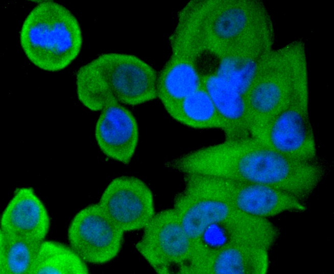 MCF-7 cells were stained with Smad1 (2D9) Monoclonal Antibody (bsm-52222R) at [1:200] incubated overnight at 4C, followed by secondary antibody incubation, DAPI staining of the nuclei and detection.