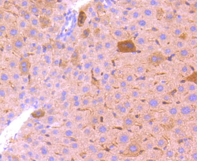 Paraformaldehyde-fixed, paraffin embedded mouse liver; Antigen retrieval by boiling in sodium citrate buffer (pH6) for 15min; Block endogenous peroxidase by 3% hydrogen peroxide for 30 minutes; Blocking buffer at 37°C for 20min; Antibody incubation with BCL2A1 (3E4) Monoclonal Antibody (bsm-52023R) at 1:50 overnight at 4°C, followed by a conjugated secondary and DAB staining.