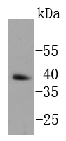 F9 cell lysates; probed with Nanog (1A11) Monoclonal Antibody (bsm-52124R) at 1:1000 overnight at 4˚C. Followed by a conjugated secondary antibody.