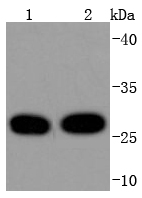 Lane 1: Hela; Lane 2: MCF-7 cell lysates; probed with 14-3-3 Theta (5G1) Monoclonal Antibody (bsm-52006R) at 1:1000 overnight at 4˚C. Followed by a conjugated secondary antibody.