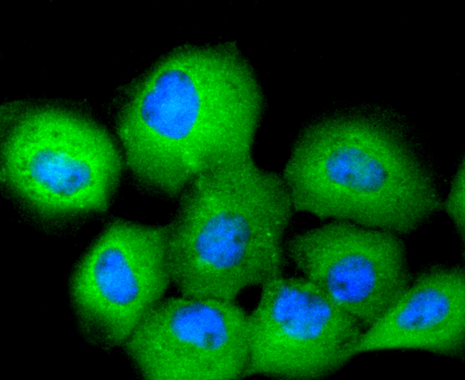 A431 cells were stained with 14-3-3 Theta (5G1) Monoclonal Antibody (bsm-52006R) at [1:200] incubated overnight at 4C, followed by secondary antibody incubation, DAPI staining of the nuclei and detection.
