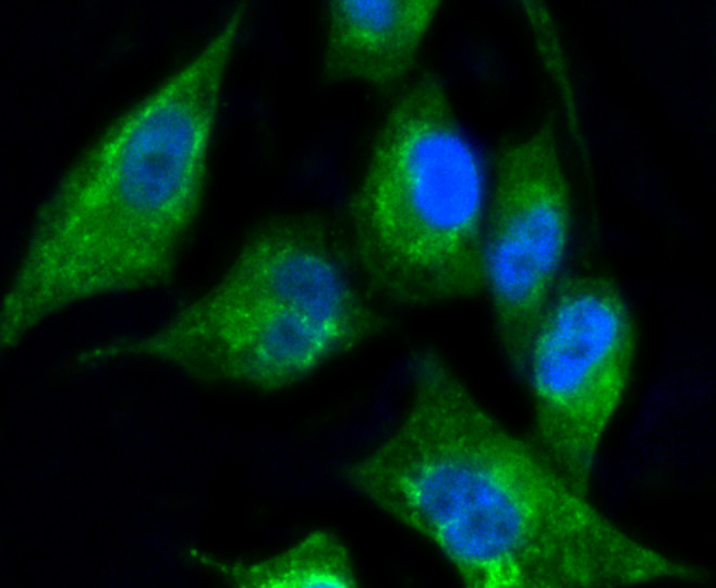 PC-3 cells were fixed in paraformaldehyde, permeabilized with 0.25% Triton X100/PBS and stained with Cytokeratin 17 (1B12) Monoclonal Antibody (bsm-52057R) at 1:200 and incubated overnight at 4C, followed by secondary antibody incubation, DAPI staining of the nuclei and detection.