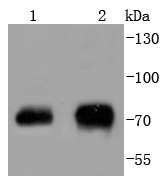 Lane 1: NIH/3T3; Lane 2: 293T cell lysates; probed with Raf1(S43) (4G2) Monoclonal Antibody (bsm-52195R) at 1:1000 overnight at 4˚C. Followed by a conjugated secondary antibody.