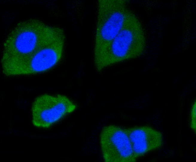HeLa cells were fixed in paraformaldehyde, permeabilized with 0.25% Triton X100/PBS and stained with IRF1 (3G7) Monoclonal Antibody (bsm-52114R) at 1:200 and incubated overnight at 4C, followed by secondary antibody incubation, DAPI staining of the nuclei and detection.