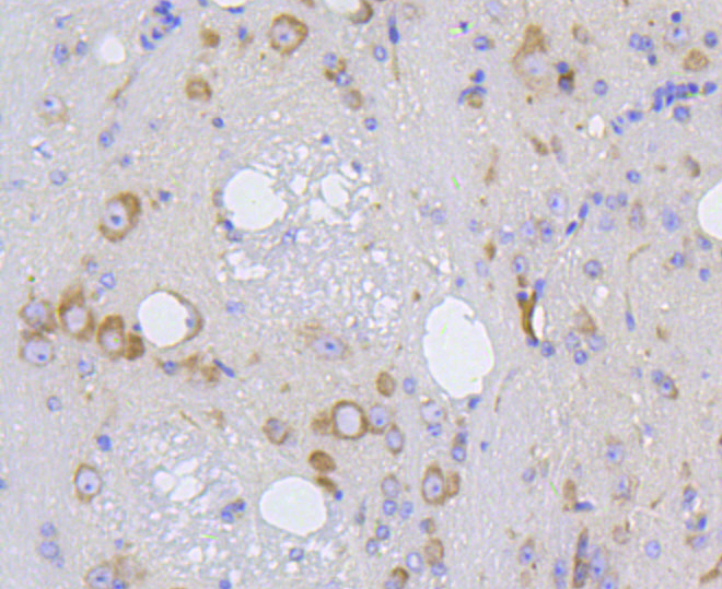 Paraformaldehyde-fixed, paraffin embedded Mouse brain; Antigen retrieval by boiling in sodium citrate buffer (pH6) for 15min; Block endogenous peroxidase by 3% hydrogen peroxide for 30 minutes; Blocking buffer at 37°C for 20min; Antibody incubation with IRF1 (3G7) Monoclonal Antibody (bsm-52114R) at 1:50 overnight at 4°C, followed by a conjugated secondary and DAB staining.