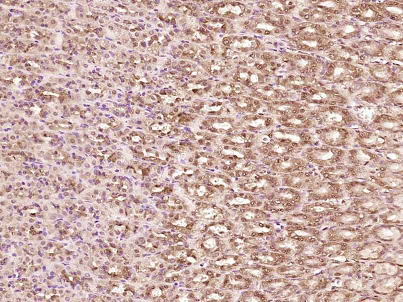 Paraformaldehyde-fixed, paraffin embedded rat stomach; Antigen retrieval by boiling in sodium citrate buffer (pH6) for 15min; Block endogenous peroxidase by 3% hydrogen peroxide for 30 minutes; Blocking buffer (normal goat serum) at 37°C for 20min; Antibody incubation with YB1(Ser102) Polyclonal Antibody(bs-3477R)at 1:400 overnight at 4°C, followed by a conjugated secondary and DAB staining.
