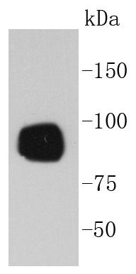 A431 cell lysates probed with RSK1(S380) (7A12) Monoclonal Antibody (bsm-52199R) at 1:1000 overnight at 4˚C. Followed by a conjugated secondary antibody.