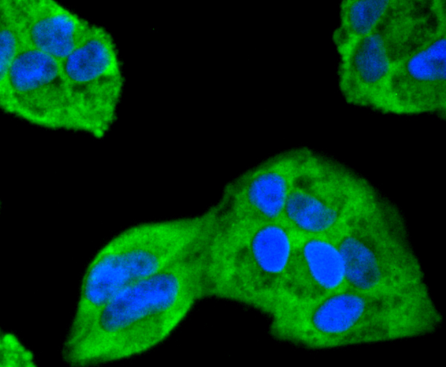 HeLa cells were fixed in paraformaldehyde, permeabilized with 0.25% Triton X100/PBS and stained with ERK2 (3G1) Monoclonal Antibody (bsm-52068R) at 1:200 and incubated overnight at 4C, followed by secondary antibody incubation, DAPI staining of the nuclei and detection.