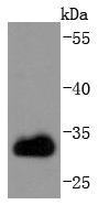 Jurkat cell lysates; probed with CDK1 (3E12) Monoclonal Antibody (bsm-52026R) at 1:1000 overnight at 4˚C. Followed by a conjugated secondary antibody.