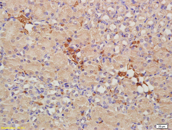 Formalin-fixed and paraffin embedded mouse kidney labeled with Anti-CRIM1 Polyclonal Antibody, Unconjugated (bs-2034R) at 1:200, followed by conjugation to the secondary antibody and DAB staining