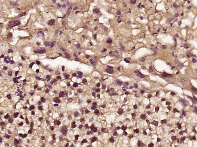 Paraformaldehyde-fixed, paraffin embedded Mouse Placenta; Antigen retrieval by boiling in sodium citrate buffer (pH6.0) for 15min; Block endogenous peroxidase by 3% hydrogen peroxide for 20 minutes; Blocking buffer (normal goat serum) at 37°C for 30min; Antibody incubation with FHL2 Polyclonal Antibody, Unconjugated (bs-5157R) at 1:200 overnight at 4°C, followed by secondary antibody, DAB, and counterstaining.