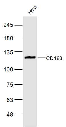 HeLa cell lysate probed with CD163 Polyclonal Antibody (bs-23128R) at 1:300 overnight at 4°C followed by a conjugated secondary antibody for 60 minutes at 37°C.