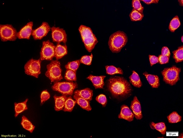 Cells labeled with Anti-VEGF Polyclonal Antibody (bs-0279R).