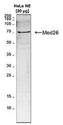 Western blot was performed on nuclear extracts from HeLa cells (20 μg) with Med26 Polyclonal Antibody (bs-53124R), diluted 1:1,000 in TBS-Tween containing 5% skimmed milk, followed by secondary antibody incubation.