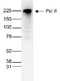 Nuclear extracts (25 \u03bcg) from HeLa cells were analysed by Western blot using the Pol II Monoclonal Antibody (bsm-53004M) diluted 1:1,000 in TBS-Tween containing 5% skimmed milk, followed by secondary antibody incubation.