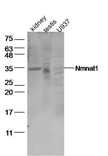 Lane 1: Mouse kidney lysates; Lane 2: Mouse testis lysates; Lane 3: U937 Cell lysates; probed with Nmnat1 Polyclonal Antibody, unconjugated (bs-11738R) at 1:500 overnight at 4°C followed by a conjugated secondary antibody for 60 minutes at 37°C.