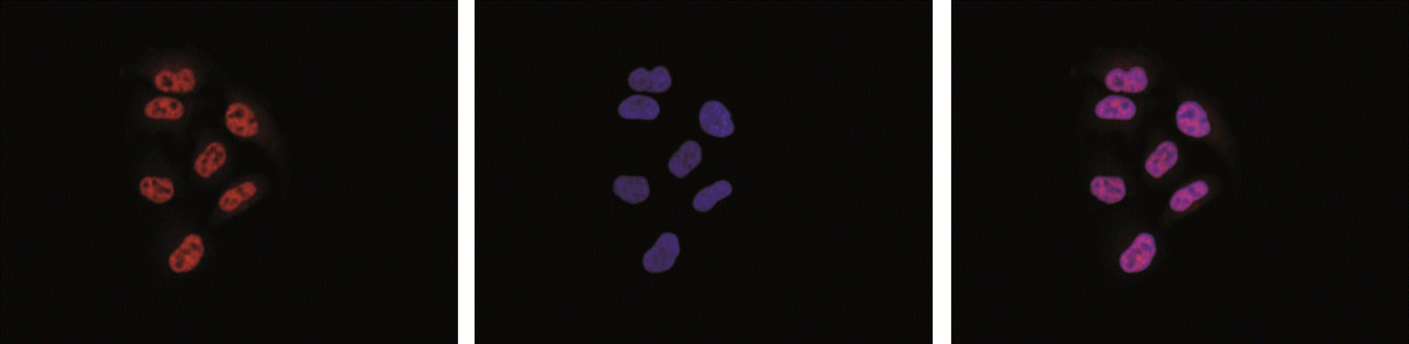 HeLa cells were stained with the Pol II Monoclonal Antibody (bsm-53004M) and DAPI. Cells were fixed with methanol and blocked with PBS\/TX-100 containing 5% normal goat serum and 1% BSA. The cells were labelled with antibody (left) at 1:500 dilution in blocking solution followed by an anti-mouse antibody conjugated to Alexa594. The middle panel shows staining of the nuclei with DAPI. A merge of the two staining is shown on the right.