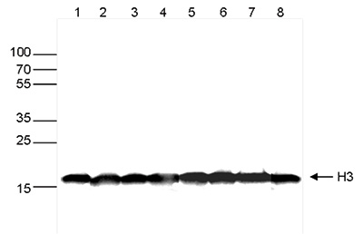 Western blot was performed on whole cell extracts (30μg) from different cell types (lane 1: HeLa, lane 2: K562, lane 3: MCF7, lane 4: U2OS, lane 5: HepG2, lane 6: Jurkat, lane 7: NIH3T3, lane 8: E14Tg2a mouse ES cells) using H3pan Monoclonal Antibody (bsm-53008M) at 1:1,000 dilution in TBS-Tween containing 5% skimmed milk, followed by secondary antibody incubation and exposure.