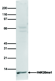 Histone extracts of HeLa cells (15 μg) were analysed by Western blot using the H4K20me1 Polyclonal Antibody (bs-53035R) diluted 1:750 in TBS-Tween containing 5% skimmed milk. The position of the protein of interest is indicated on the right; the marker (in kDa) is shown on the left.