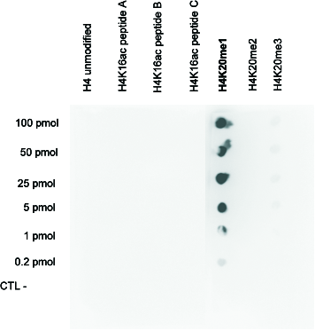 To check the specificity of H4K20me1 Polyclonal Antibody (bs-53035R) at 1:20,000 dilution, a Dot Blot was performed with peptides containing different modifications of histone H4 and the unmodified sequence. 0.2 to 100 pmol concentration of peptides were spotted on to a membrane. Experiment shows specificity of the antibody for the modification of interest.
