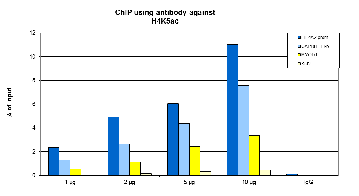 ChIP were performed using HeLa cells using H4K5ac Polyclonal Antibody (bs-53099R). Chromatin was sheared from 1 million cells. A titration of the antibody consisting of 1, 2, 5, and 10μg per ChIP experiment was analyzed. IgG (2μg/IP) was used as negative IP control. Quantitative PCR was performed with primers for promoter of the active gene EIF4A2 and for a region 1 kb upstream of the GAPDH as positive controls, and for the inactive MYOD1 gene and Sat2 satellite repeat region used as negative controls. Result shows the recovery, expressed as a % of input (the relative amount of immunoprecipitated DNA compared to input DNA after qPCR analysis).