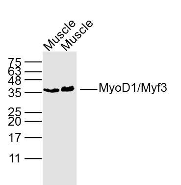 Lane 1: Rat muscle lysates; Lane 2: Mouse muscle lysates; Lane probed with MyoD1 Polyclonal Antibody, unconjugated (bs-2442R) at 1:300 overnight at 4\u00b0C followed by a conjugated secondary antibody for 60 minutes at 37\u00b0C.
