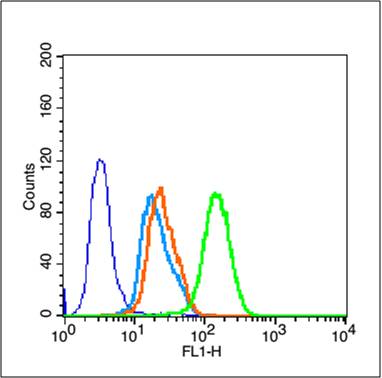 MCF-7 cells probed with GSK-3 Beta Polyclonal Antibody, unconjugated (bs-0028R) at 1:100 dilution for 30 minutes compared to control cells (blue) and isotype control (orange)