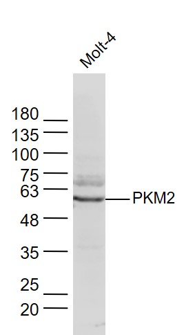 Molt-4 lysates probed with PKM2 Polyclonal Antibody, Unconjugated (bs-0102M) at 1:300 dilution and 4˚C overnight incubation. Followed by conjugated secondary antibody incubation at 1:10000 for 60 min at 37˚C.