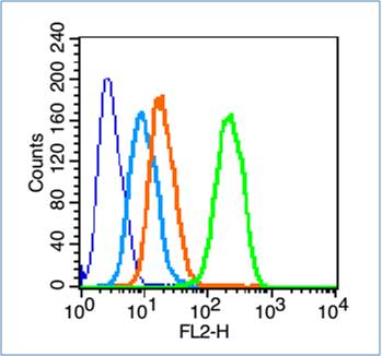 HeLa cells probed with GAP43 Polyclonal Antibody, unconjugated (bs-0154R) at 1:100 dilution for 30 minutes compared to control cells (blue) and isotype control (orange)