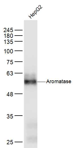 HepG2 lysates probed with Aromatase Polyclonal Antibody, Unconjugated (bs-0114M) at 1:300 dilution and 4˚C overnight incubation. Followed by conjugated secondary antibody incubation at 1:10000 for 60 min at 37˚C.