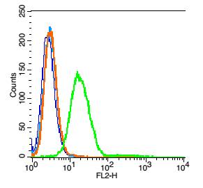 RSC96 cells probed with Neurokinin B receptor Antibody, unconjugated (bs-0166R) at 1:100 dilution for 30 minutes compared to control cells (blue) and isotype control (orange)