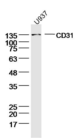 U937 lysates probed with CD31 Polyclonal Antibody, Unconjugated (bs-0195R) at 1:300 dilution and 4˚C overnight incubation. Followed by conjugated secondary antibody incubation at 1:10000 for 60 min at 37˚C.