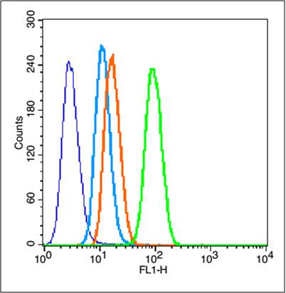 HeLa cells probed with MMP2 Polyclonal Antibody, unconjugated (bs-0412R) at 1:100 dilution for 30 minutes compared to control cells (blue) and isotype control (orange)