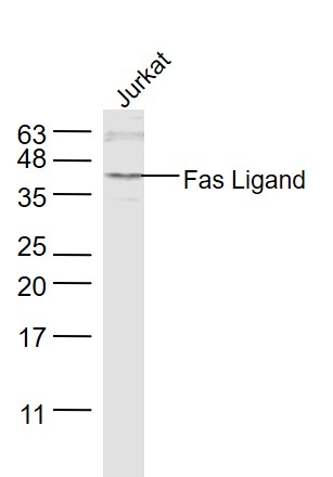 Jurkat lysates probed with Fas Ligand Polyclonal Antibody, Unconjugated (bs-0216R) at 1:1000 dilution and 4˚C overnight incubation. Followed by conjugated secondary antibody incubation at 1:10000 for 60 min at 37˚C.