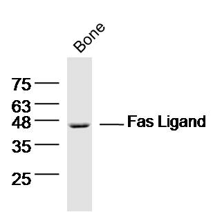 Bone lysates probed with Fas Ligand Polyclonal Antibody, Unconjugated (bs-0216R) at 1:300 dilution and 4˚C overnight incubation. Followed by conjugated secondary antibody incubation at 1:10000 for 60 min at 37˚C.
