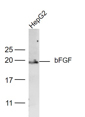 HepG2 lysates probed with bFGF Polyclonal Antibody, Unconjugated (bs-0217R) at 1:500 dilution and 4˚C overnight incubation. Followed by conjugated secondary antibody incubation at 1:10000 for 60 min at 37˚C.
