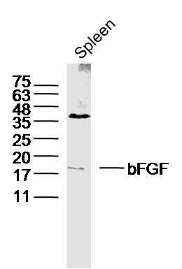 Mouse spleen lysates probed with bFGF Polyclonal Antibody, Unconjugated (bs-0217R) at 1:300 dilution and 4˚C overnight incubation. Followed by conjugated secondary antibody incubation at 1:10000 for 60 min at 37˚C.