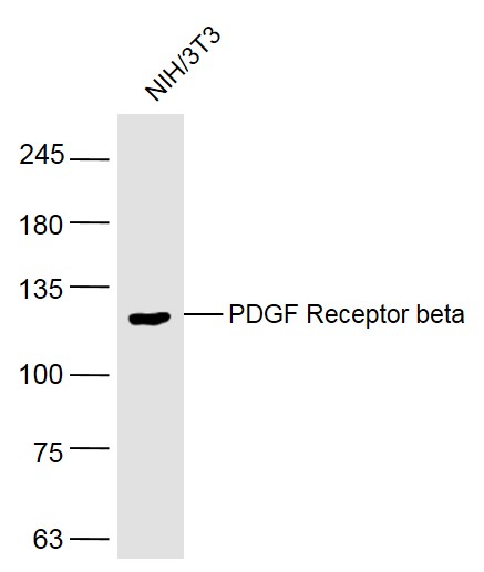NIH\/3T3 lysates probed with PDGF Receptor beta Polyclonal Antibody, Unconjugated (bs-0232R) at 1:500 dilution and 4˚C overnight incubation. Followed by conjugated secondary antibody incubation at 1:10000 for 60 min at 37˚C.