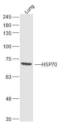 Mouse lung lysates probed with HSP70 1A\/1B Polyclonal Antibody, Unconjugated (bs-0244R) at 1:300 dilution and 4˚C overnight incubation. Followed by conjugated secondary antibody incubation at 1:10000 for 60 min at 37˚C.