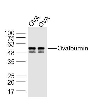Ovalbumin protein lysates probed with Ovalbumin Polyclonal Antibody, Unconjugated (bs-0283R) at 1:300 dilution and 4˚C overnight incubation. Followed by conjugated secondary antibody incubation at 1:10000 for 60 min at 37˚C.