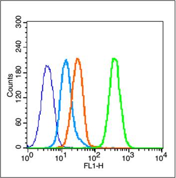 MCF-7 cells probed with Estrogen Receptor alpha Antibody, unconjugated (bs-0725R) at 1:100 dilution for 30 minutes compared to control cells (blue) and isotype control (orange)